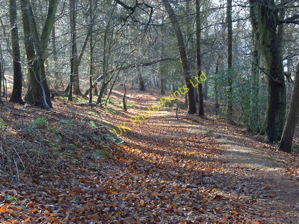 Photo 6"x4" Woodland, Ibstone Ibstone c2006