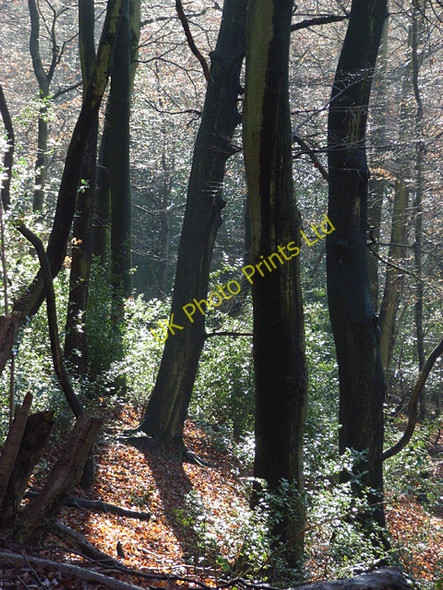 Photo 6"x4" Parsonage Wood Ibstone c2006