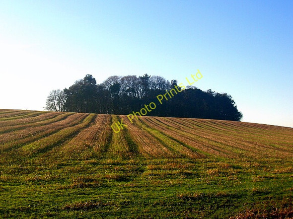 Photo 6"x4" Trees Atop Raith Hill Mossblown c2006