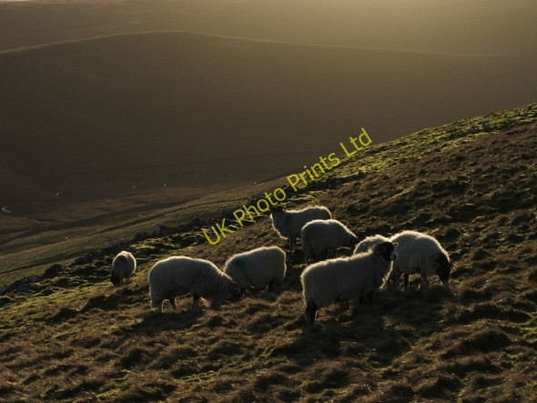 Photo 6"x4" Sheep in Winter Sunlight. High Wood\/SD9582 c2006