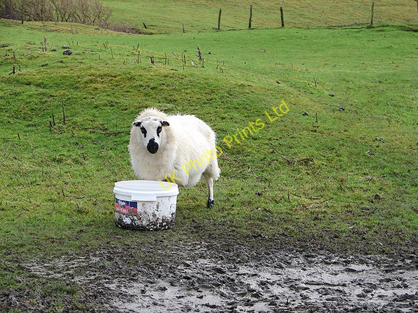 Photo 6"x4" Sheep at Bwlch Coch Melinbyrhedyn c2006