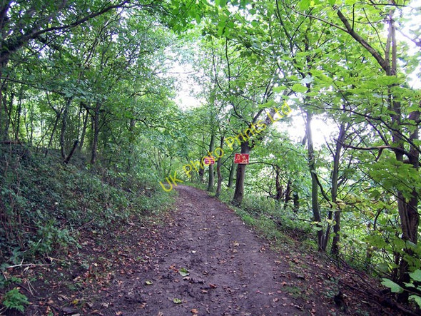 Photo 6"x4" The Path through Hillside Plantation Alkborough c2006