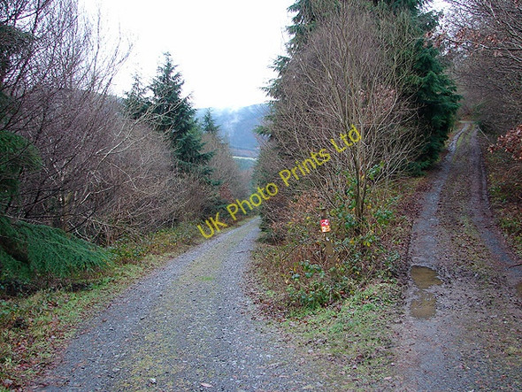 Photo 6"x4" Track junction near Coed yr Allt fawr Aberhosan c2006