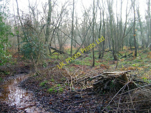 Photo 6"x4" Stream, Greatham Common Greatham\/TQ0415 c2006