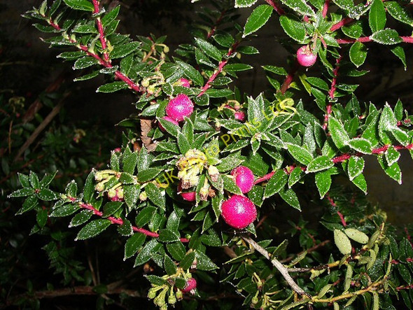 Photo 6"x4" Frost on pernettya Perth\/NO1123 c2006