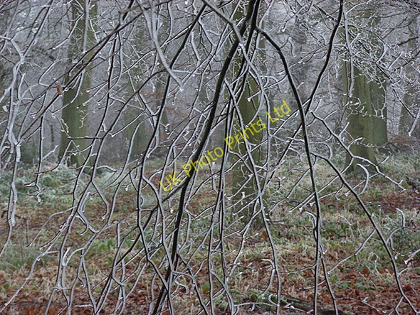 Photo 6"x4" Groveridge Wood Huntercombe End c2006