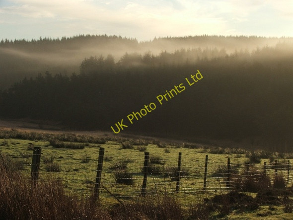 Photo 6"x4" Misty Forest. Blawath Beck c2006