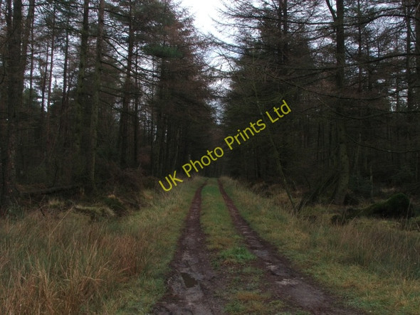 Photo 6"x4" Forest Track. Stape c2006