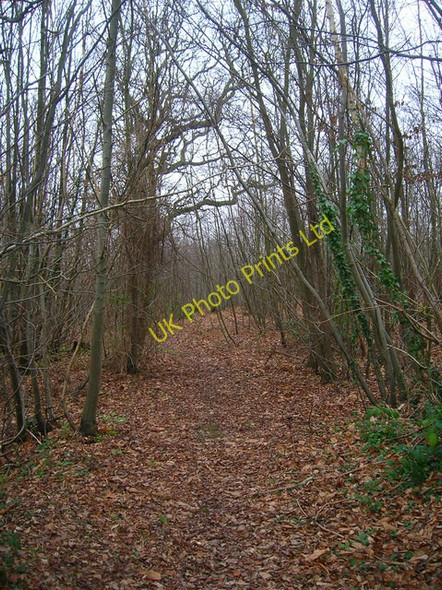 Photo 6"x4" Morley Wood Rye c2006