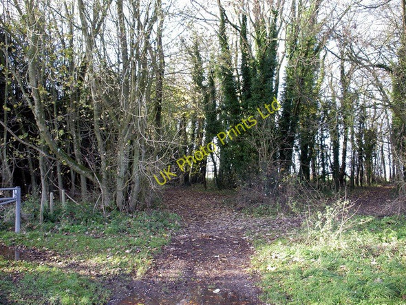 Photo 6"x4" Track junction in small wood west of Crawley Down Chilbolton Down c2006