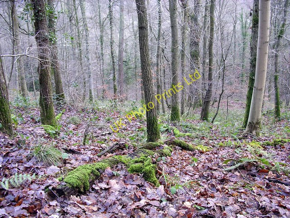 Photo 6"x4" New Year in Mailscot Wood Hillersland c2007