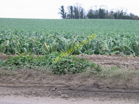 Photo 6"x4" A field of cauliflowers looking East from Thorne Hill Way\/TR3265 c2007