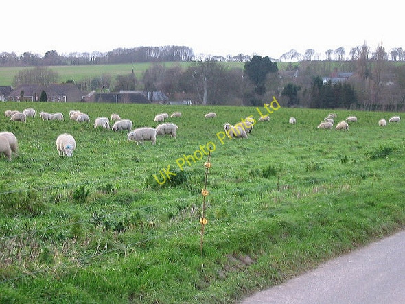 Photo 6"x4" View across a sheep field to Chillenden Chillenden c2007