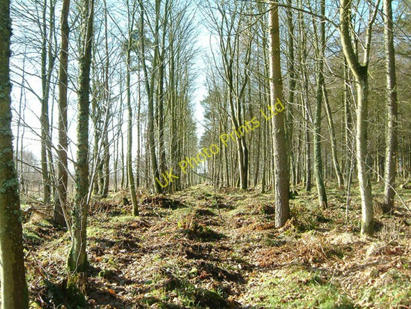 Photo 6"x4" Forestry track, Greenknowe Farm Gordon\/NT6443 c2006
