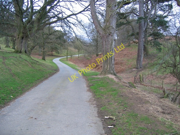 Photo 6"x4" The Drive to Gwysaney Hall Cefn-eurgain c2007