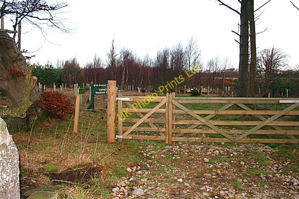Photo 6"x4" Cairness Wood Fiddler's Green\/NK0459 c2007