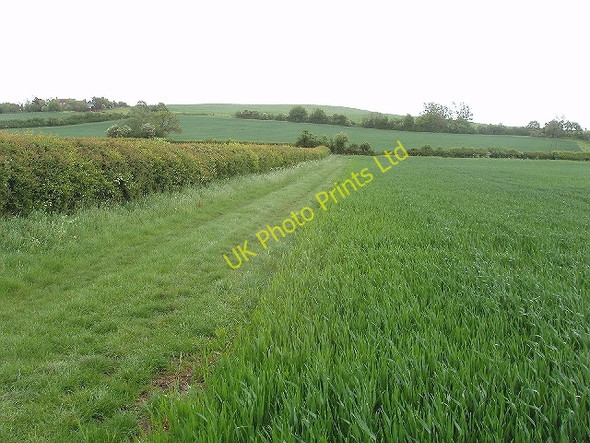Photo 6"x4" Wheat field and hedge. Rowsham c2007
