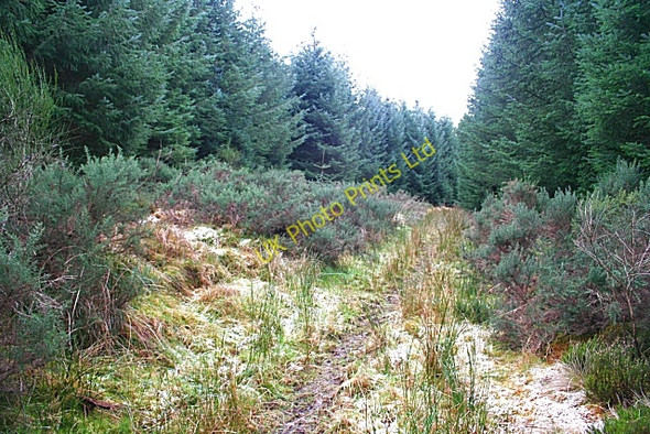 Photo 6"x4" Forest Track Grange Crossroads c2007