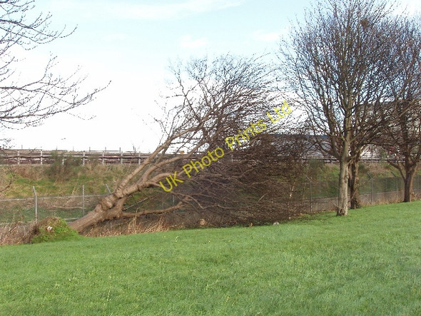 Photo 6"x4" Fallen tree by Western Avenue Ealing c2007