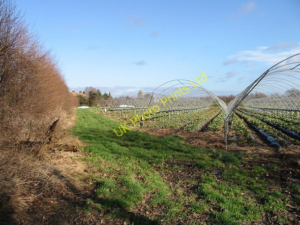 Photo 6"x4" Strawberry tunnels without polythene. Ickham c2007