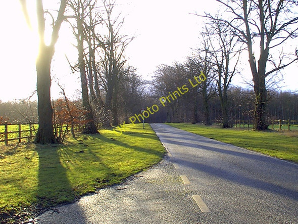 Photo 6"x4" Cowthwaite Plantation Kiddal Lane End c2007