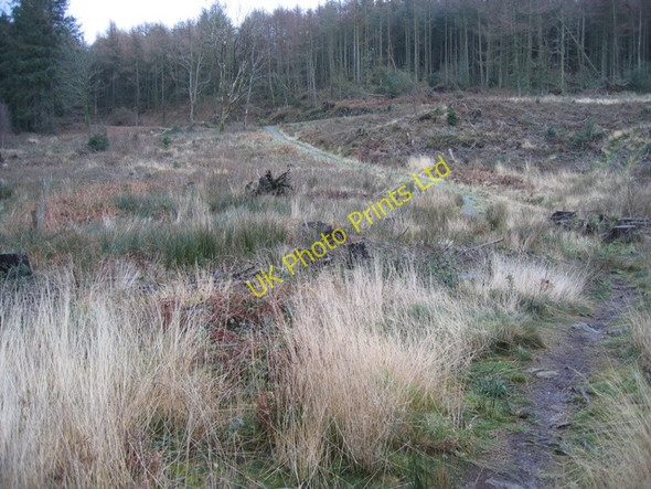 Photo 6"x4" Footpath through Pentraeth Forest. Pentraeth c2007