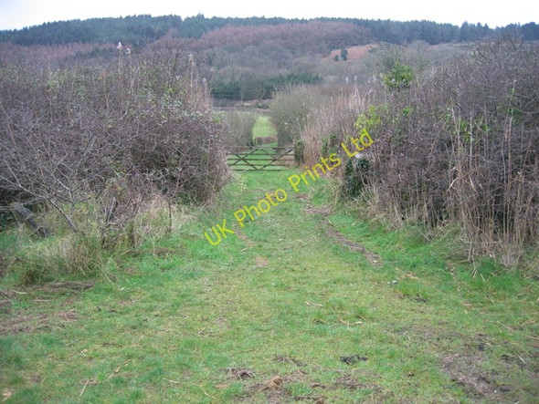 Photo 6"x4" Track to Tyn Coed Pentraeth c2007