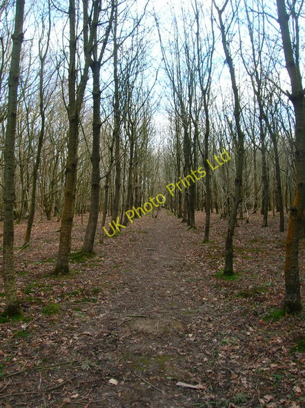 Photo 6"x4" Alders Wood East Hoathly c2007