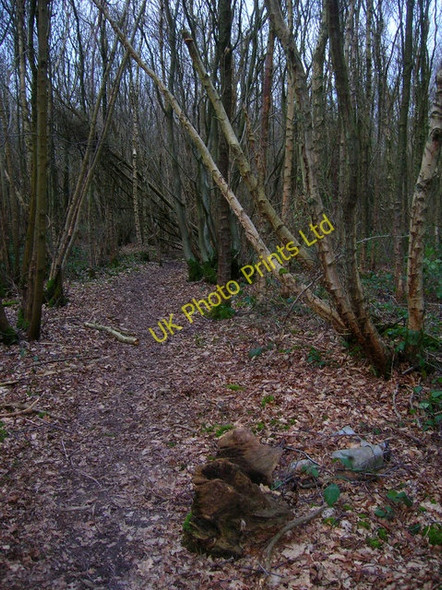 Photo 6"x4" Bentley Wood Halland c2007