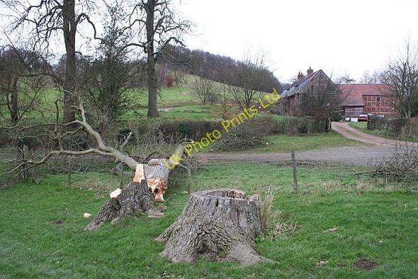 Photo 6"x4" Like Father, Like Son, near Bank Farm West Malvern c2007