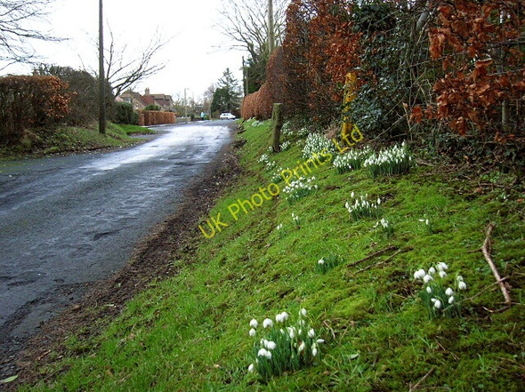 Photo 6"x4" Snowdrops in Symington Symington\/NS3831 c2007