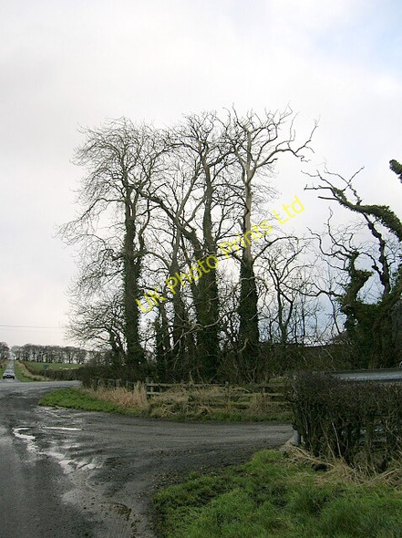 Photo 6"x4" Trees at Crooks Bogend\/NS3932 c2007