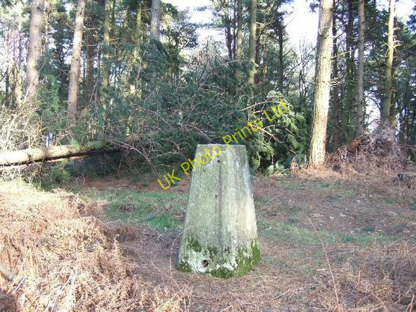 Photo 6"x4" Trig Point in Redlands Wood Mid Holmwood c2007