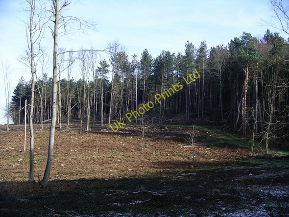 Photo 6"x4" Storm damage, Sherwood Pines, 6 Kings Clipstone c2007