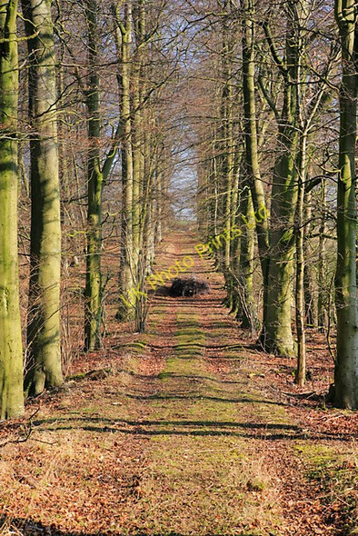 Photo 6"x4" Private track to Laverstoke Lane West Stratton c2007