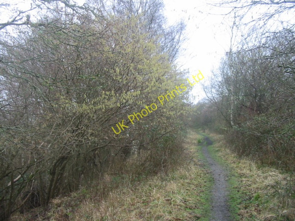 Photo 6"x4" Disused railway line near Powerstock Common Powerstock c2007