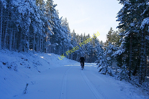 Photo 6"x4" Woods of Knockmore Mulben c2007