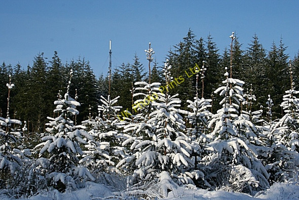 Photo 6"x4" Snow-covered Conifers Mulben c2007