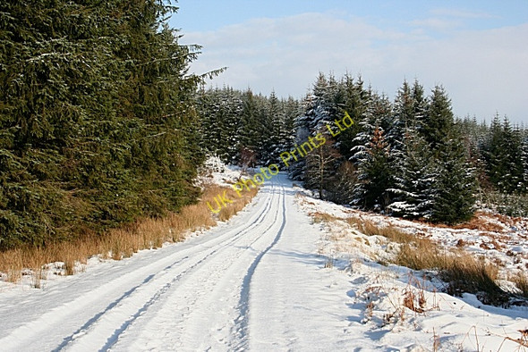 Photo 6"x4" Forest Road Mulben c2007