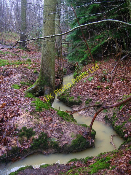 Photo 6"x4" Unnamed Stream, Milldown Wood Beckley\/TQ8523 c2007