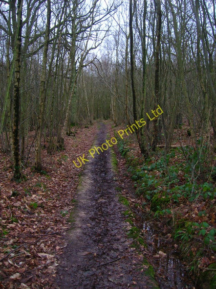 Photo 6"x4" High Weald Landscape Trail, Mill Wood Flackley Ash c2007