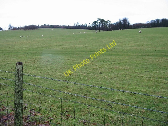 Photo 6"x4" Sheep in Bourne Park Bishopsbourne c2007