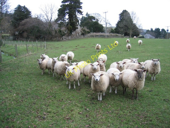 Photo 6"x4" Hungry Sheep at Llangwyfan Llangwyfan c2007