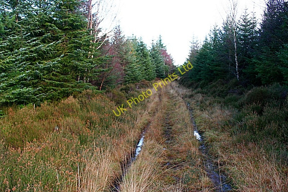 Photo 6"x4" Forest Track Torrieston c2007