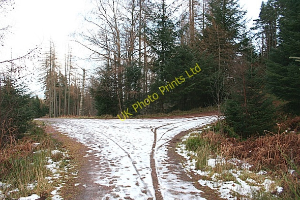 Photo 6"x4" Forest Road Junction Torrieston c2007