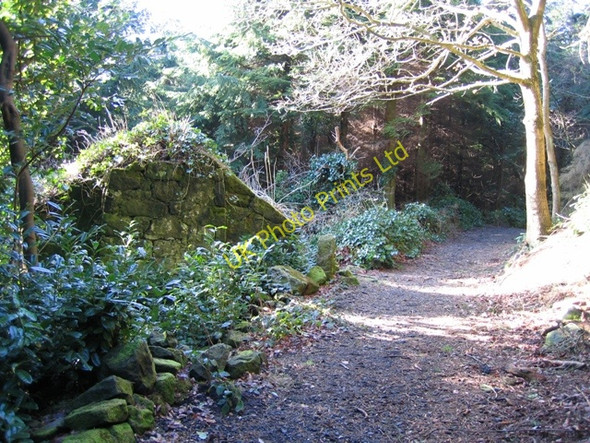 Photo 6"x4" Ruin in Forestry Bwlchgwyn\/SJ2653 c2007