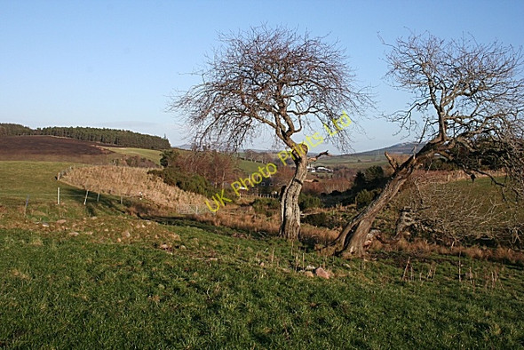 Photo 6"x4" Cottarton of Broadfield Towiemore c2007