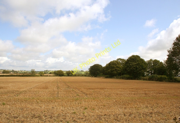 Photo 6"x4" Cornfield looking East Shepton Mallet c2006