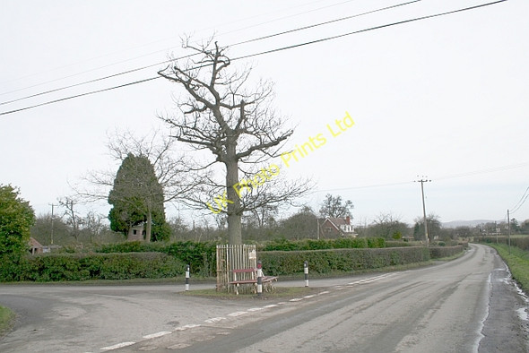Photo 6"x4" The Jubilee Tree Much Marcle c2007