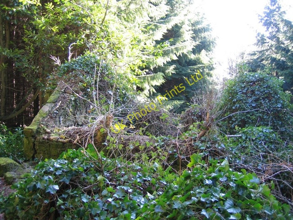 Photo 6"x4" Ruined Cottage in Nant y Ffrith Woodland Bwlchgwyn\/SJ2653 c2007 P1